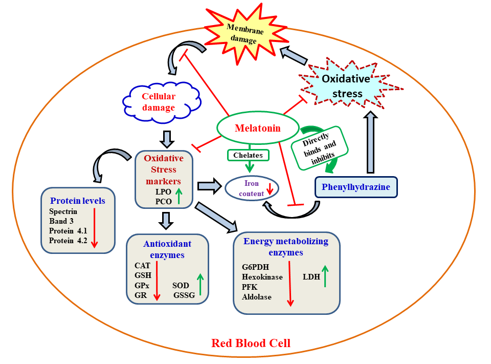 Fig. 9. The potential mechanisms of the protective effects of melatonin on PHZ induced RBC damages.