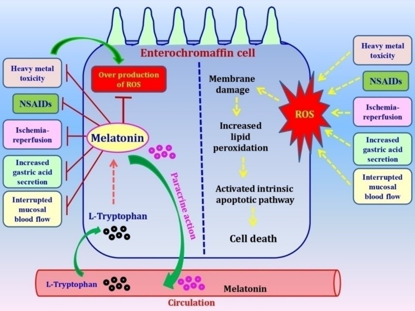 View of Image result for melatonin for dogs with gastrointestinal foreign bodies